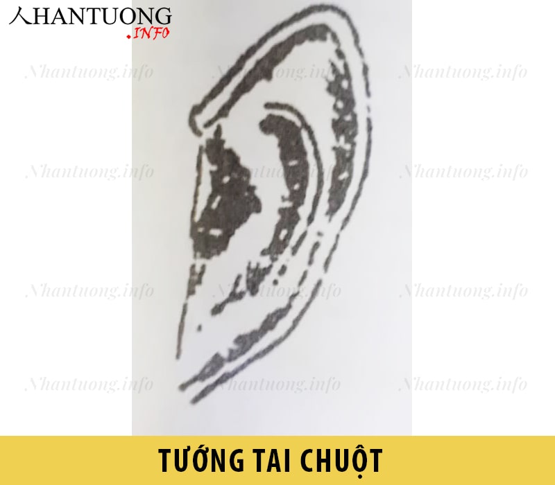Hình dáng tướng tai chuột Hình dáng tướng tai chuột