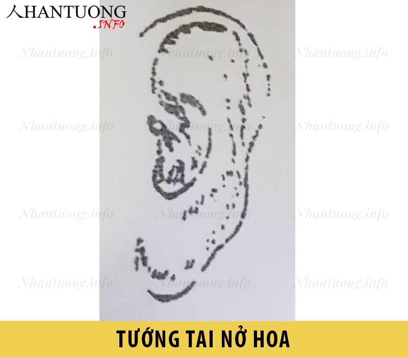 Hình dáng tướng tai nở hoa Hình dáng tướng tai nở hoa