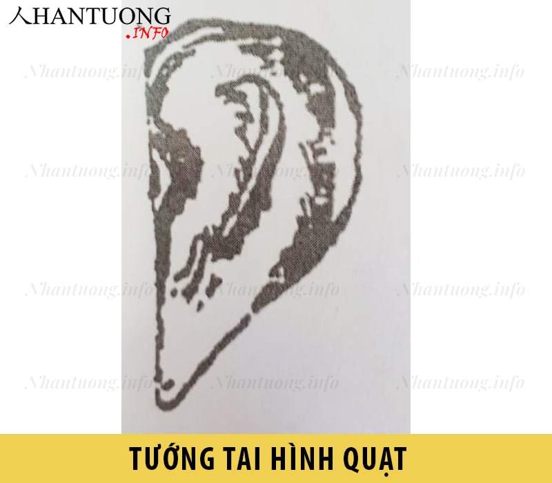 Hình dáng tướng tai hình quạt Hình dáng tướng tai hình quạt