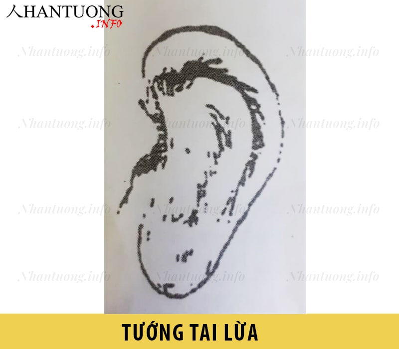 Hình dáng tướng tai lừa Hình dáng tướng tai lừa