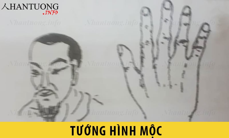 Đặc điểm tướng người hình Mộc Đặc điểm tướng người hình Mộc