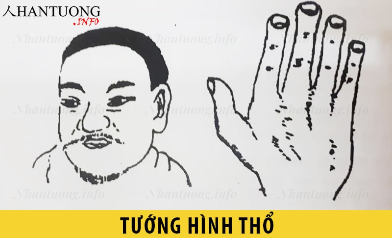 Đặc điểm tướng người hình Thổ Đặc điểm tướng người hình Thổ
