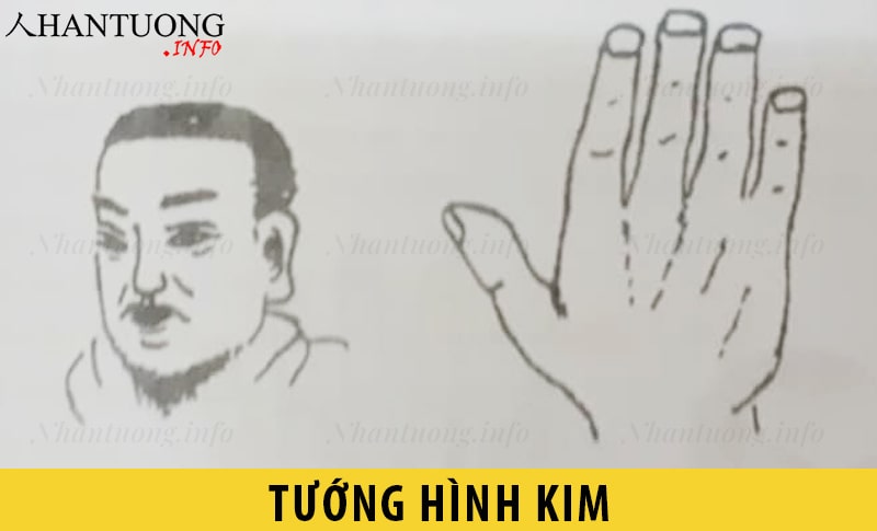 Đặc điểm tướng người hình Kim Đặc điểm tướng người hình Kim