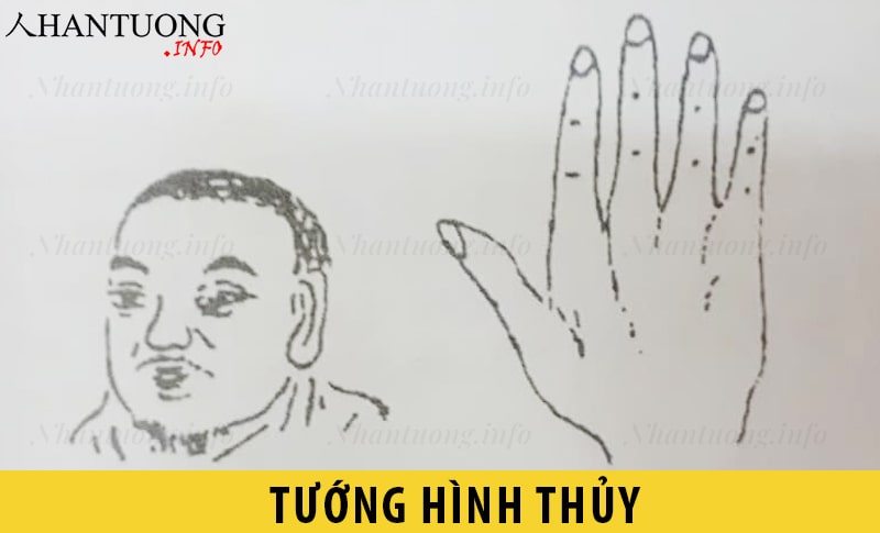 Đặc điểm tướng người hình Thủy Đặc điểm tướng người hình Thủy