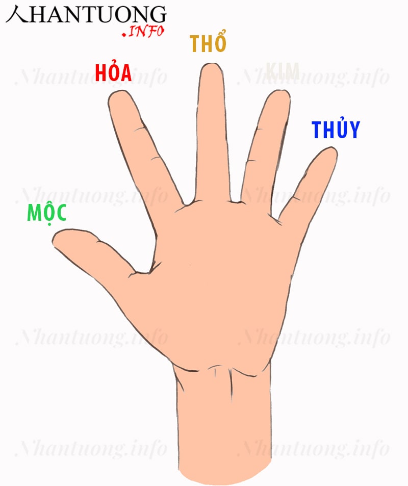 Ngũ hành trên bàn tay Ngũ hành trên bàn tay