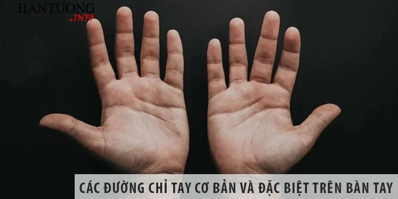 Các đường chỉ tay cơ bản và đặc biệt trên bàn tay Các đường chỉ tay cơ bản và đặc biệt trên bàn tay