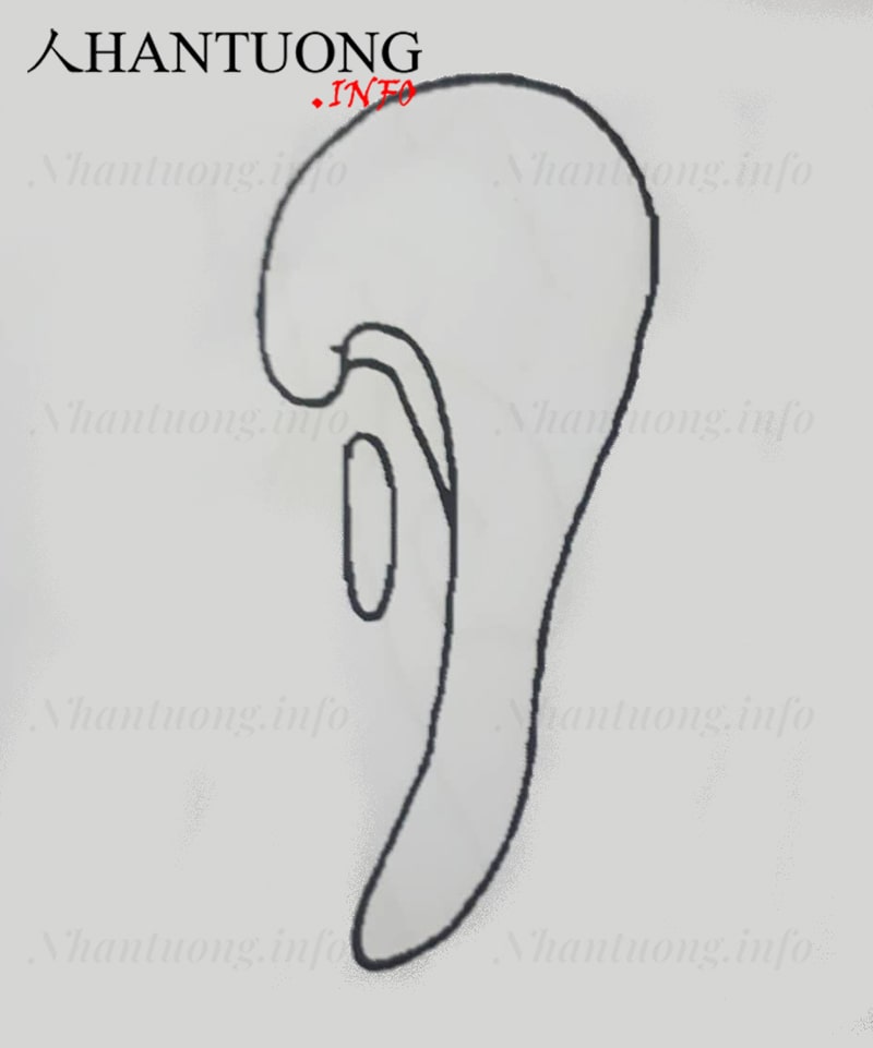 Người có tướng tai hình cung nên đi làm ăn xa Người có tướng tai hình cung nên đi làm ăn xa