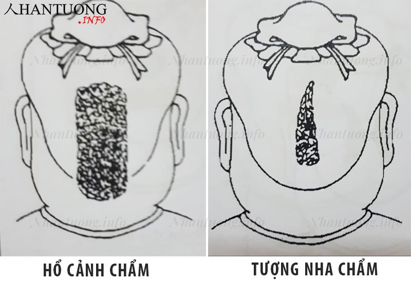 Xương Hổ cảnh chẩm và Tượng nha chẩm sau đầu Xương Hổ cảnh chẩm và Tượng nha chẩm sau đầu