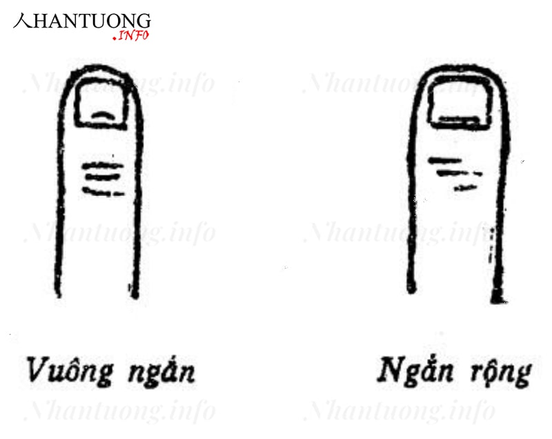Tướng móng tay ngắn Tướng móng tay ngắn