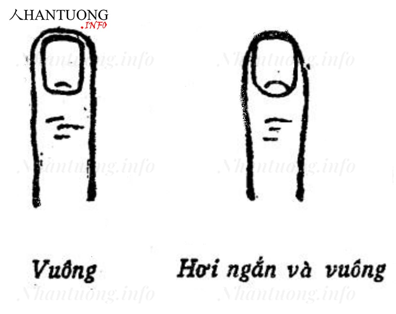 Tướng móng tay vuông Tướng móng tay vuông