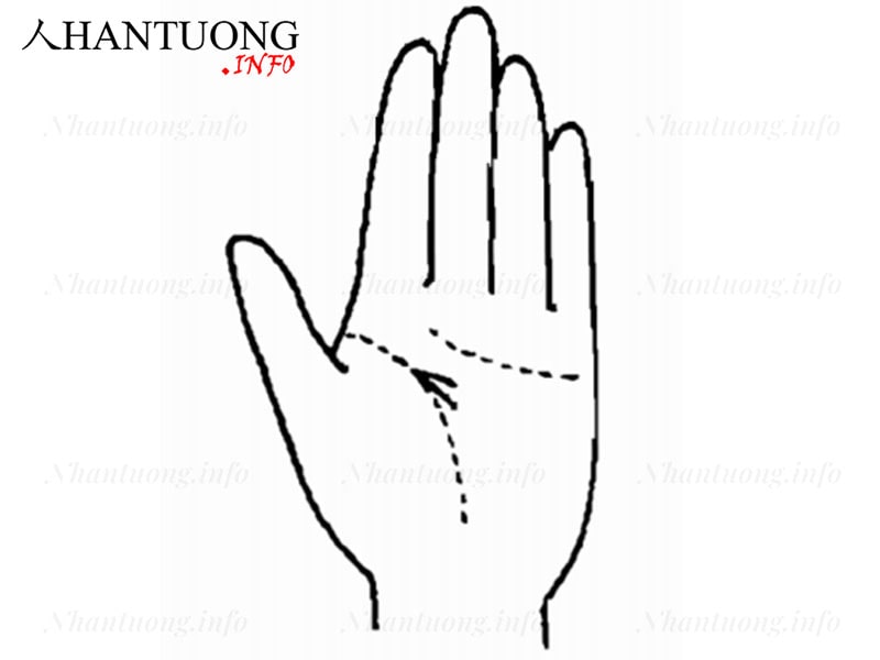 Đường Trí tuệ ngắn thò ra từ nhánh đường Sinh mệnh Đường Trí tuệ ngắn thò ra từ nhánh đường Sinh mệnh