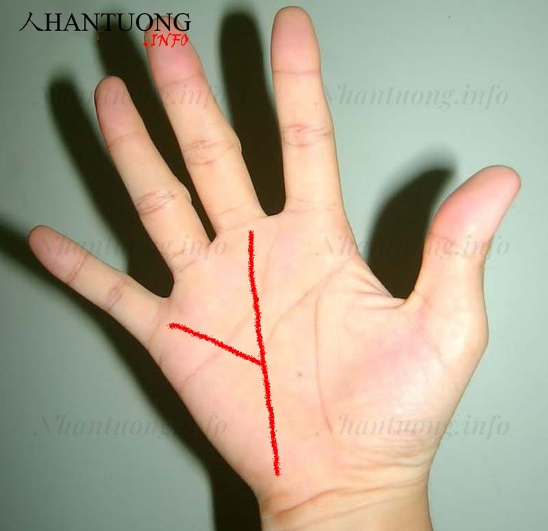 Đường chỉ tay chữ Y Đường chỉ tay chữ Y