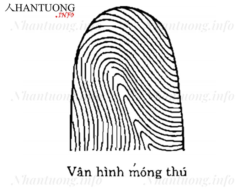Vân tay dạng móng thú Vân tay dạng móng thú