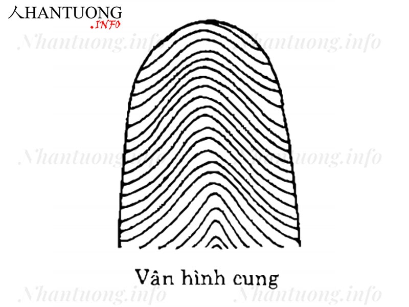 Vân tay dạng cung Vân tay dạng cung