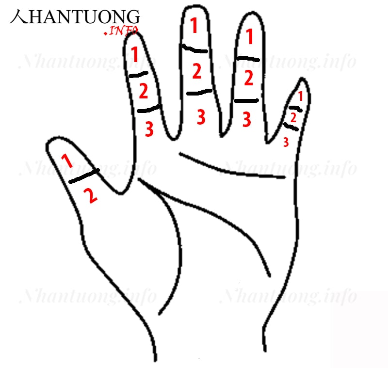 Cách đánh số các đốt ngón tay trên bàn tay Cách đánh số các đốt ngón tay trên bàn tay