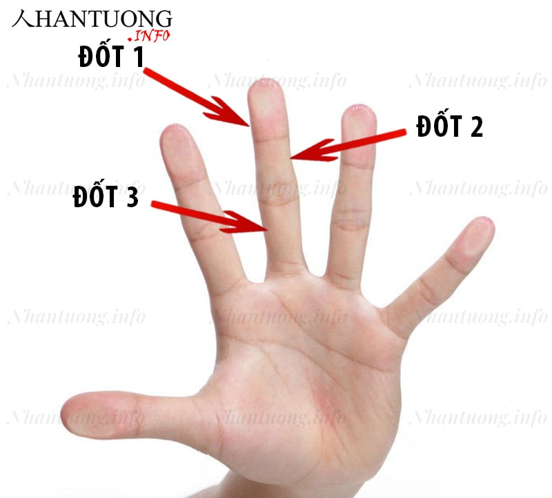 Các đốt trên ngón tay giữa Các đốt trên ngón tay giữa