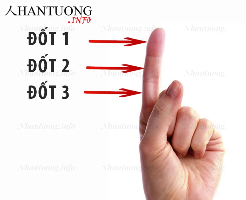 Các đốt trên ngón trỏ Các đốt trên ngón trỏ