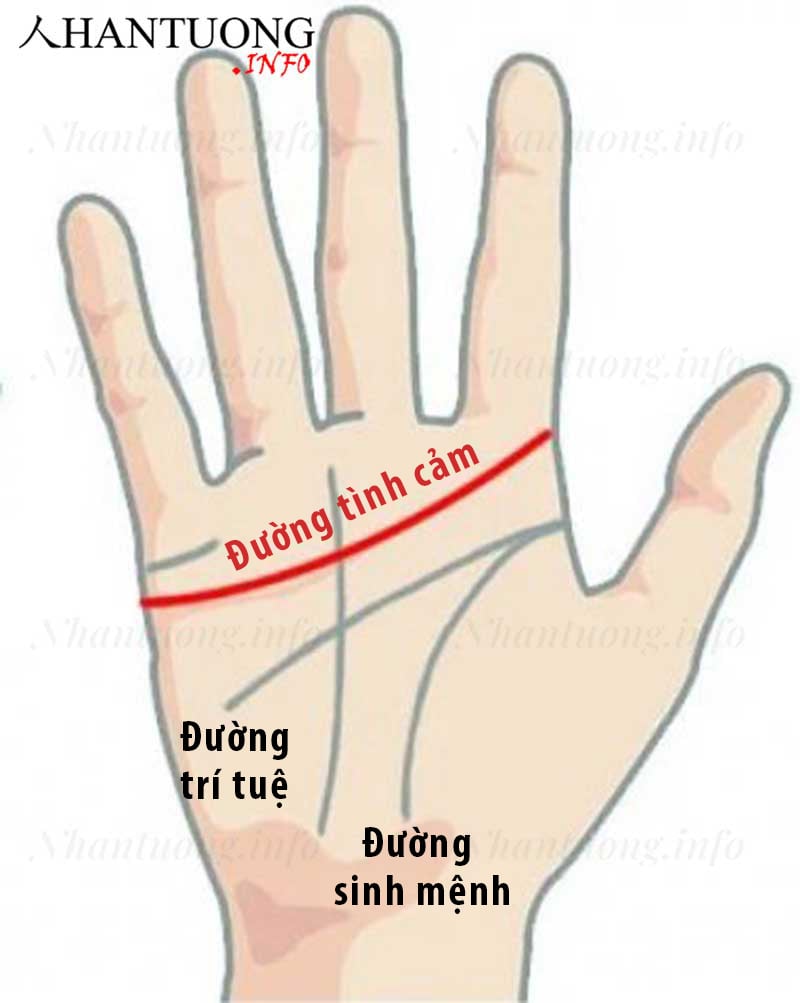 Vị trí đường tình cảm trên bàn tay Vị trí đường tình cảm trên bàn tay
