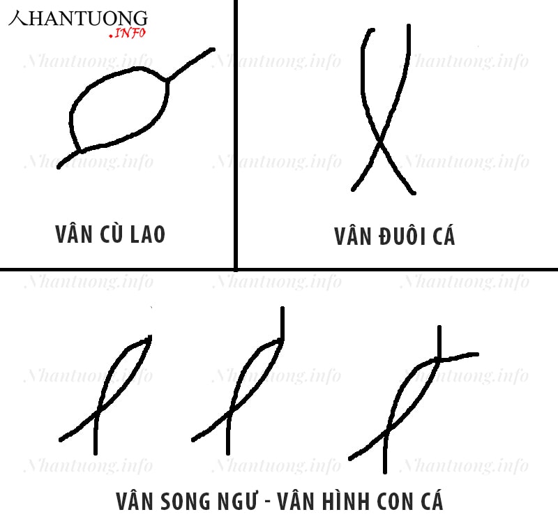 Phân biệt vân song ngư với vân cù lao và vân đuôi cá Phân biệt vân song ngư với vân cù lao và vân đuôi cá