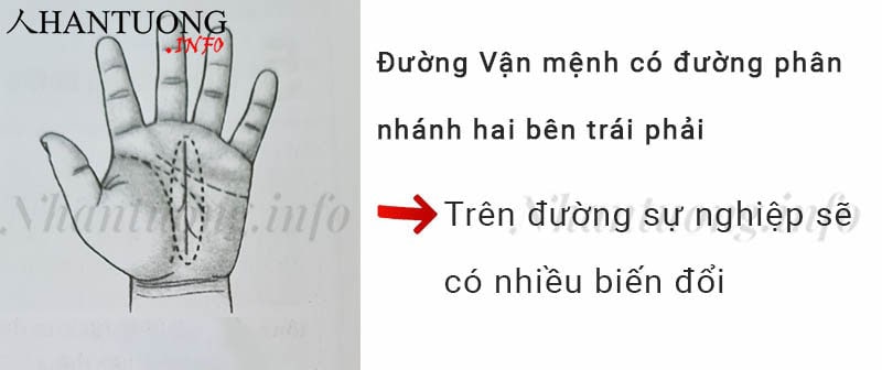 Đường Vận mệnh có đường phân nhánh hai bên trái phải Đường Vận mệnh có đường phân nhánh hai bên trái phải