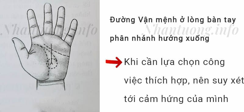 Đường Vận mệnh ở lòng bàn tay phân nhánh hướng xuống Đường Vận mệnh ở lòng bàn tay phân nhánh hướng xuống