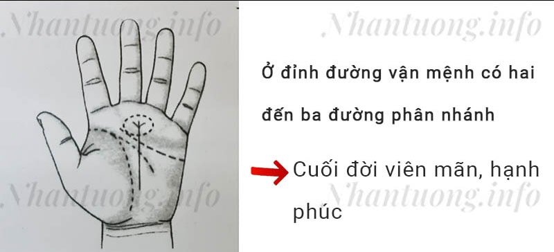 Ở đỉnh đường vận mệnh có hai đến ba đường phân nhánh Ở đỉnh đường vận mệnh có hai đến ba đường phân nhánh