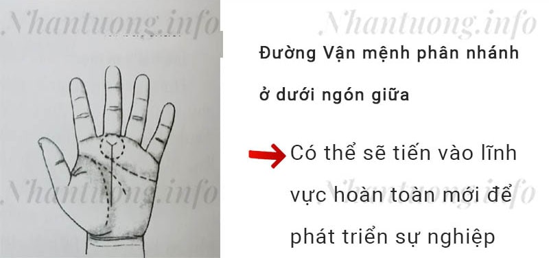 Đường Vận mệnh phân nhánh ở dưới ngón giữa Đường Vận mệnh phân nhánh ở dưới ngón giữa