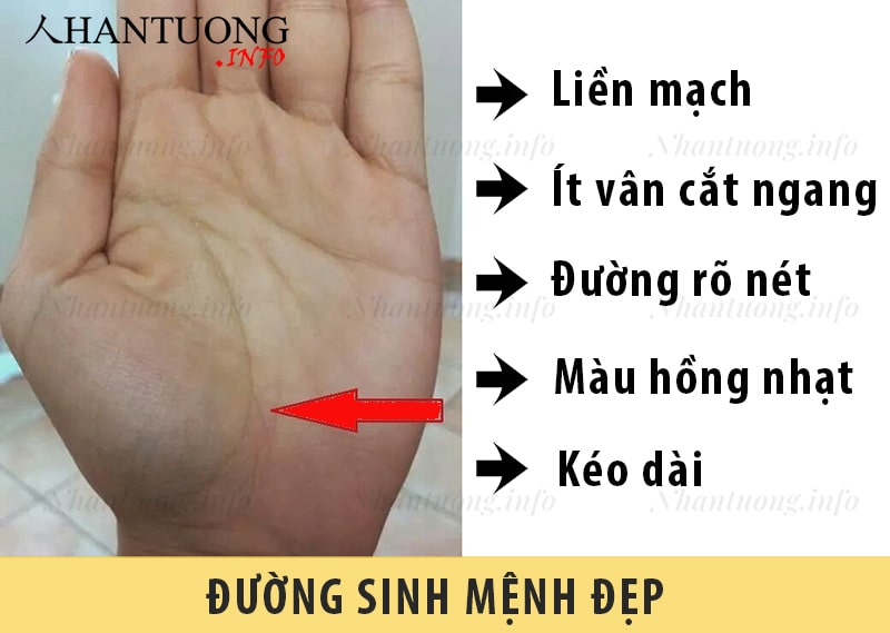 Đường sinh mệnh đẹp