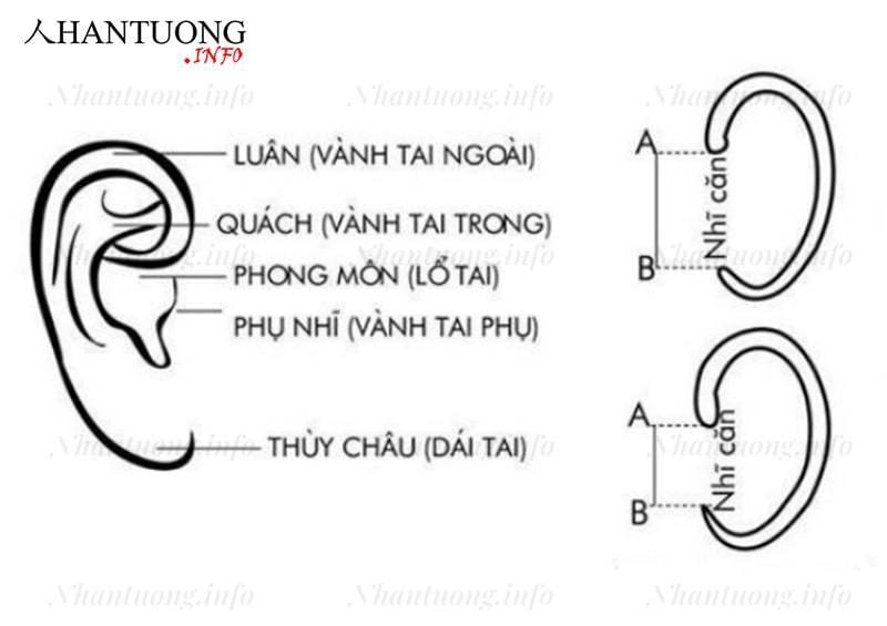 Vị trí các bộ phận trên tai Vị trí các bộ phận trên tai