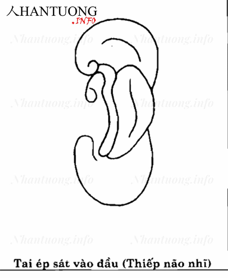 Tướng tai áp sát đầu Tướng tai áp sát đầu