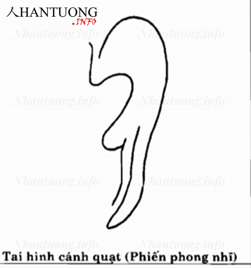 Tướng tai hình cánh quạt - phiến phong nhĩ Tướng tai hình cánh quạt - phiến phong nhĩ