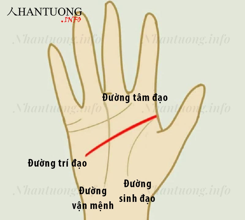 Vị trí đường trí đạo - đường trí tuệ trên bàn tay Vị trí đường trí đạo - đường trí tuệ trên bàn tay