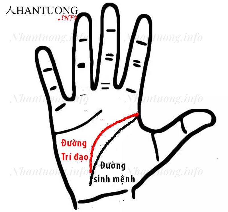 Đường trí tuệ uốn cong nối vào đường sinh mệnh Đường trí tuệ uốn cong nối vào đường sinh mệnh