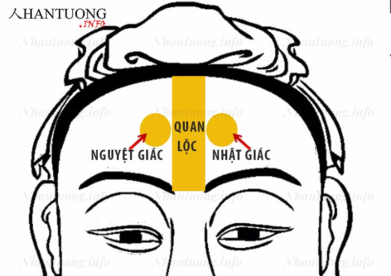 Những bộ vị cần chú ý khi xem tướng trán Những bộ vị cần chú ý khi xem tướng trán