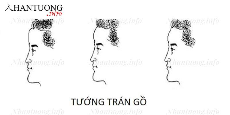 Tướng trán gồ Tướng trán gồ