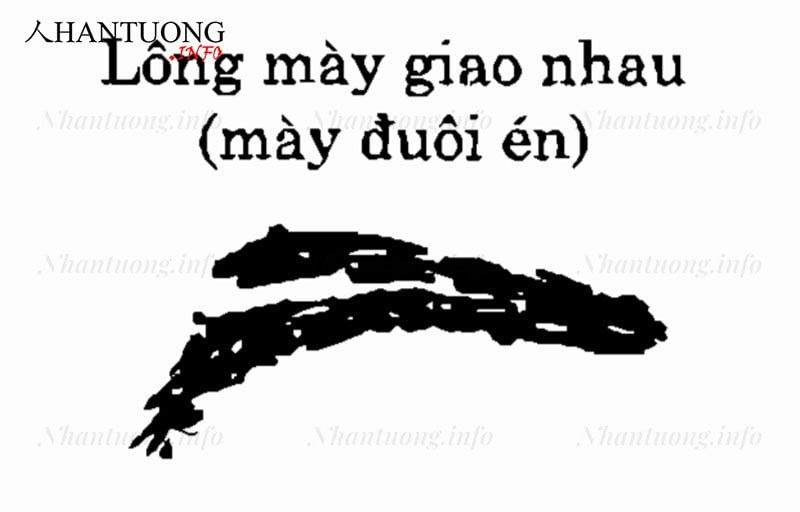 Lông mày đuôi én Lông mày đuôi én